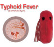 typhoid